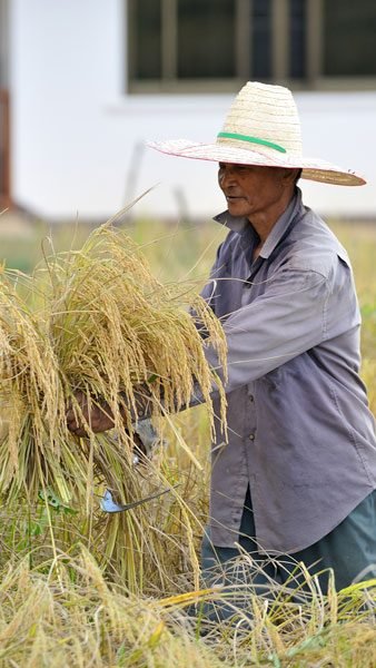 farmers-harvesting-rice-in-rice-field-in-thailand-2023-11-27-05-35-58-utc