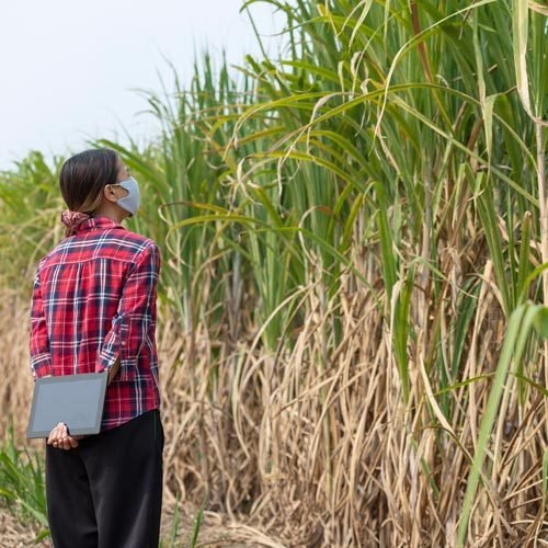 sugar-cane-plantation_from-_colombia