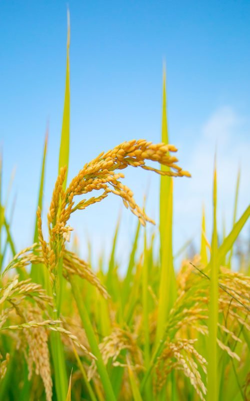 vertical-shot-of-golden-rice-grain-under-a-blue-sk-2023-11-27-05-05-22-utc